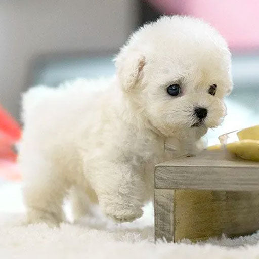 Snoopie - Il mio cucciolo robot realistico