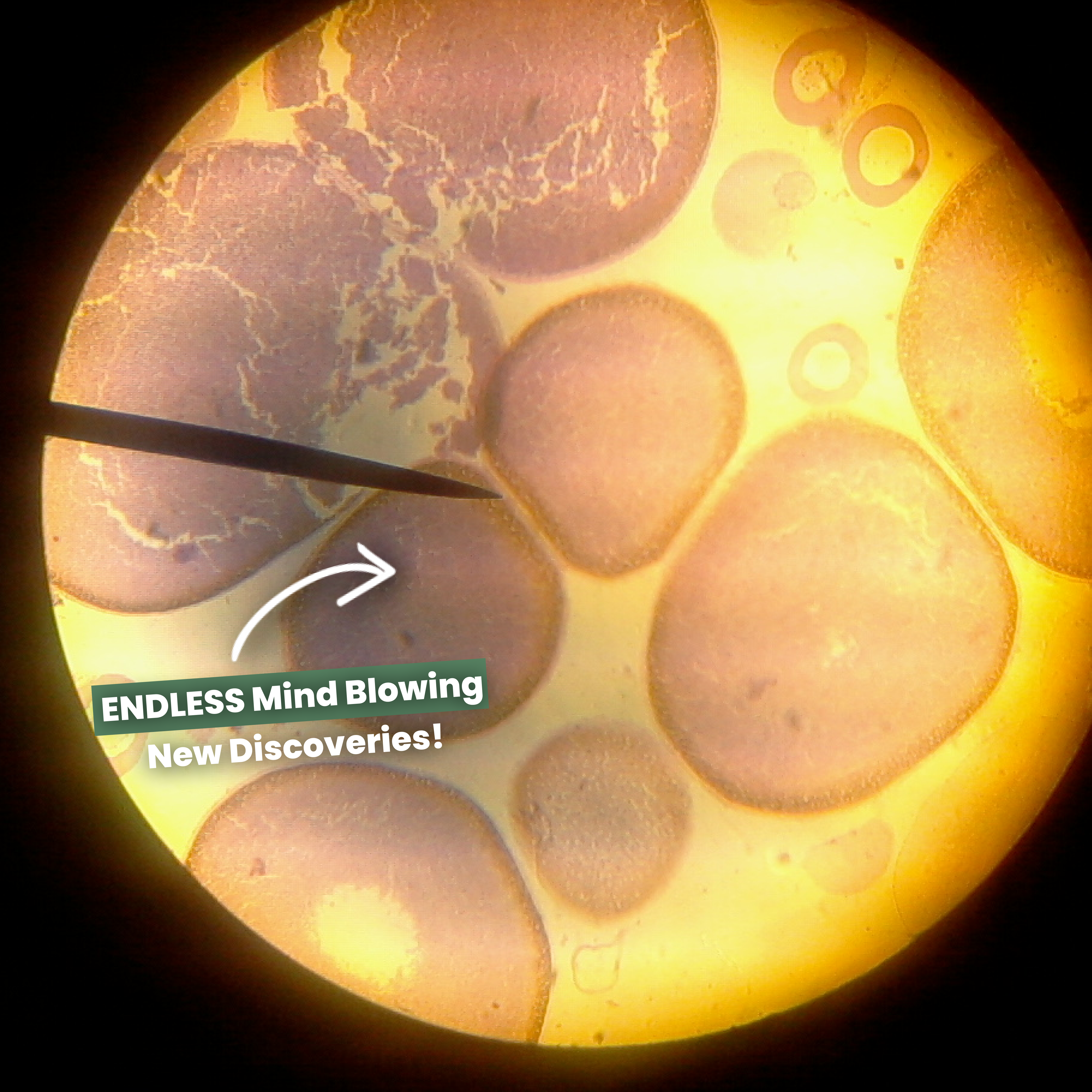 Microscopio Tascabile per Bambini