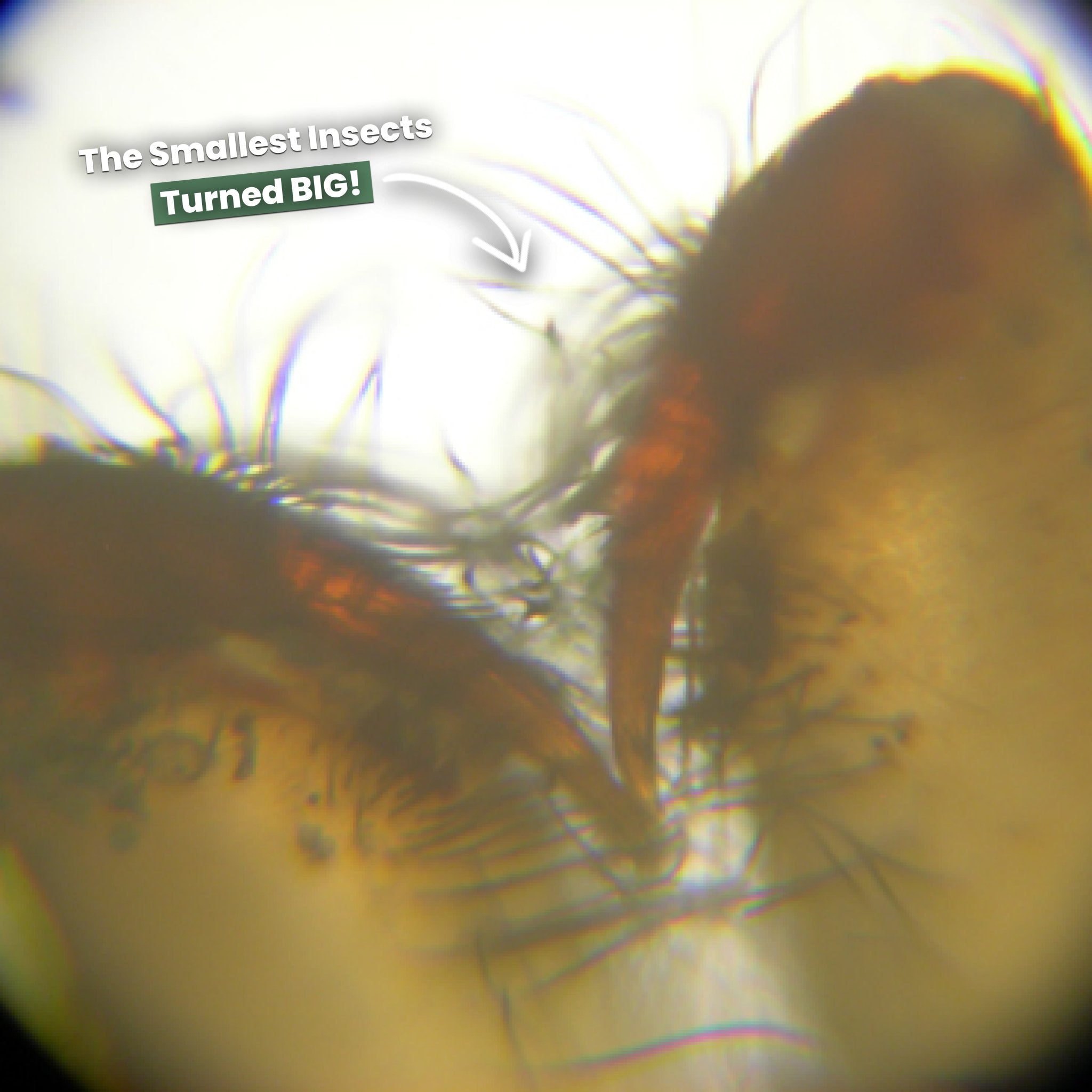 Microscopio Tascabile per Bambini